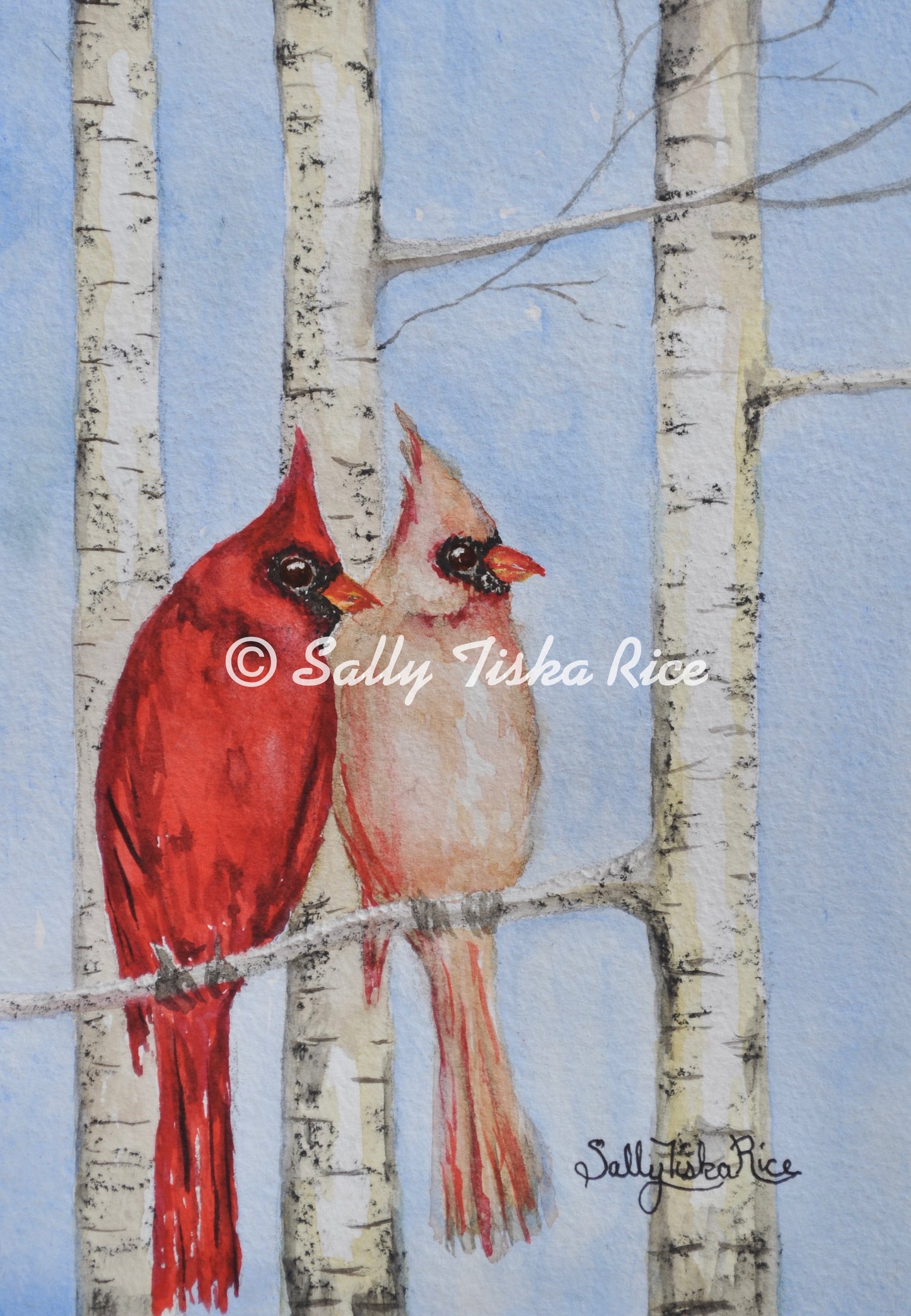 Northern Cardinals