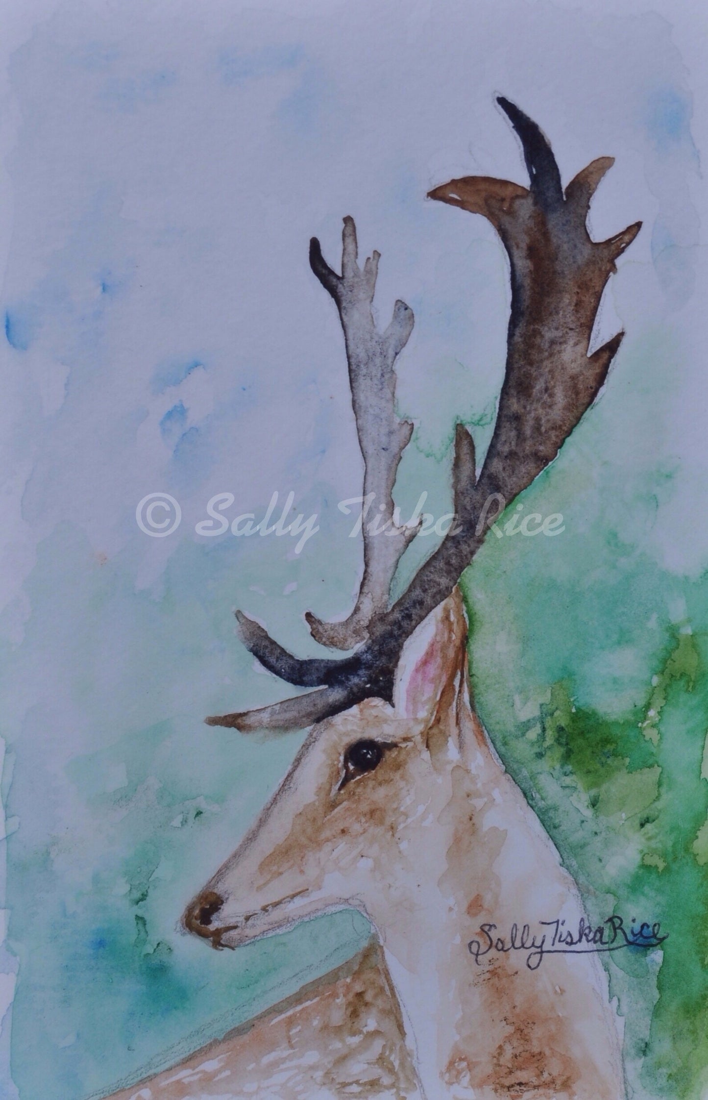 Oh Deer