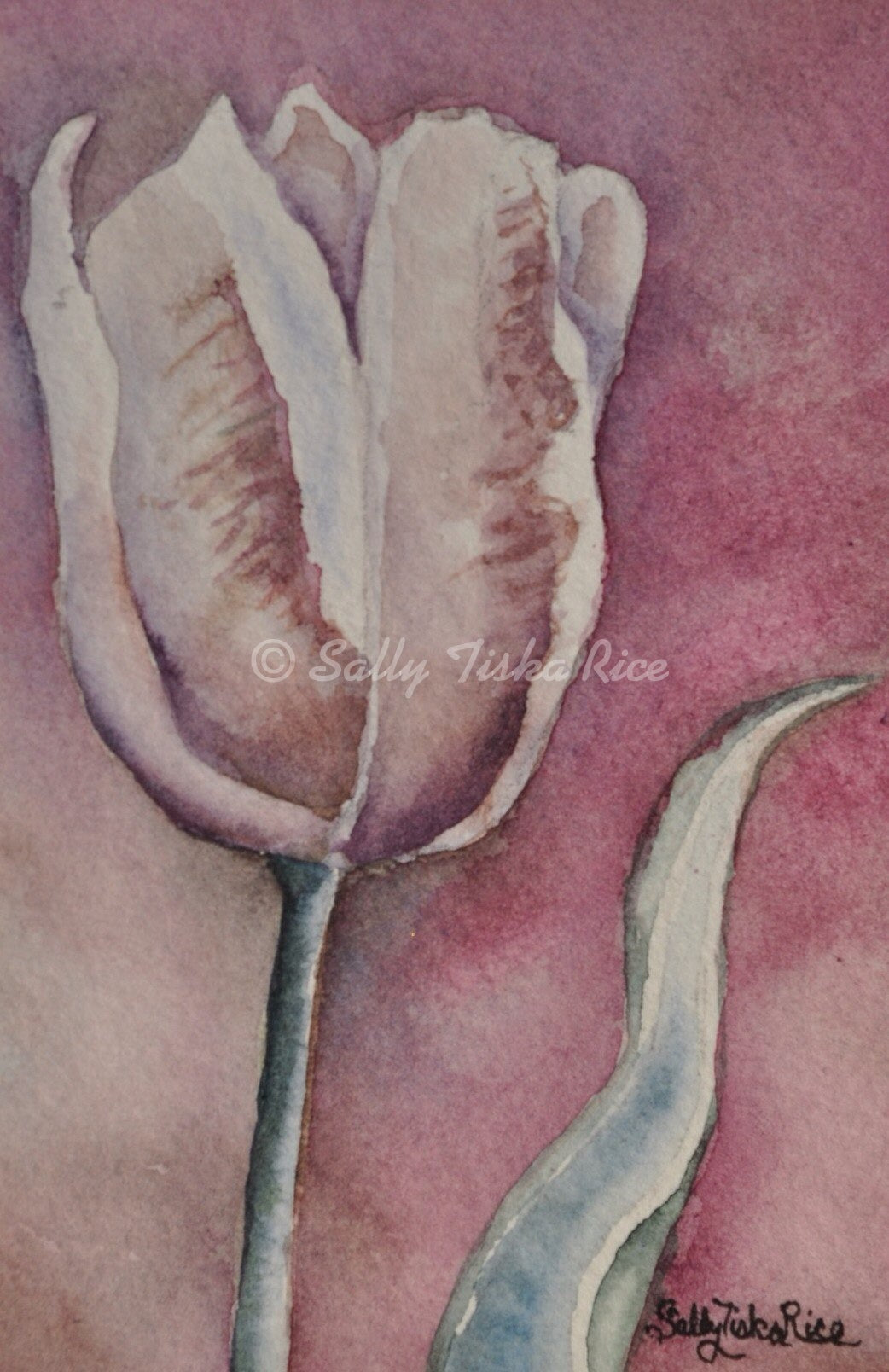 Tulip