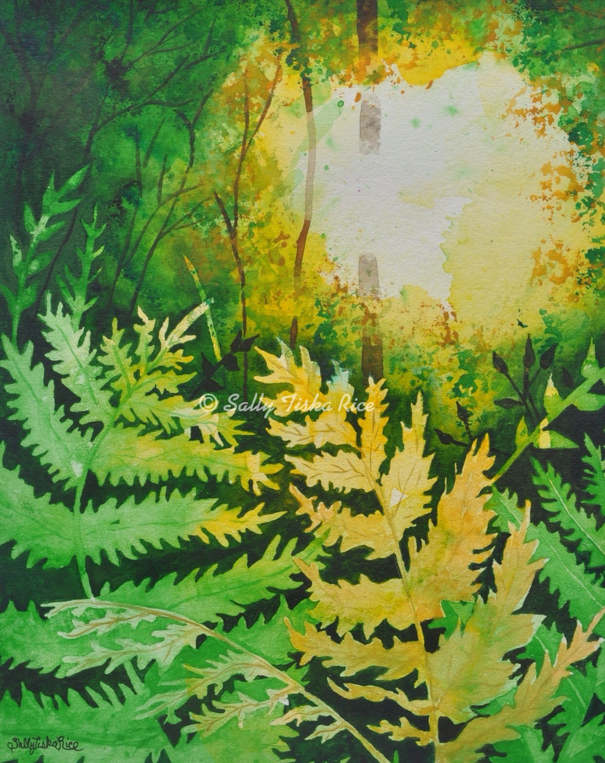 Light in the Ferns