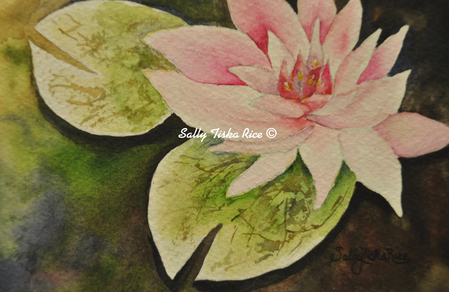 Wanvisa Water Lily
